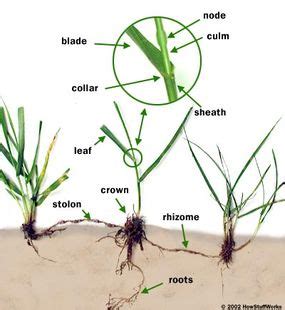 grasses meaning|what is grass explanation.